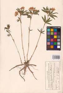 Trifolium lupinaster L., Eastern Europe, Eastern region (E10) (Russia)