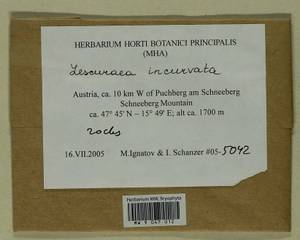 Lescuraea incurvata, Bryophytes, Bryophytes - Western Europe (BEu) (Austria)