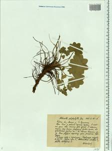 Alchemilla schistophylla Juz., Eastern Europe, Central region (E4) (Russia)