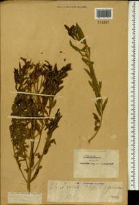 Euphorbia procera M.Bieb., South Asia, South Asia (Asia outside ex-Soviet states and Mongolia) (ASIA) (China)