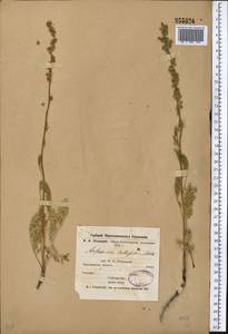 Artemisia laciniata Willd., Middle Asia, Northern & Central Kazakhstan (M10) (Kazakhstan)
