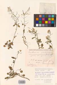 Barbarea ketzkhovelii Mardal., South Asia, South Asia (Asia outside ex-Soviet states and Mongolia) (ASIA) (Turkey)