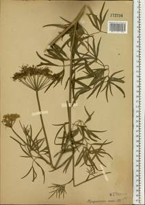 Cenolophium fischeri (Spreng.) W. D. J. Koch, Eastern Europe, Central region (E4) (Russia)