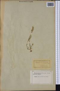 Polypogon maritimus Willd., Western Europe (EUR) (Not classified)