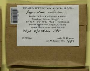 Pogonatum contortum (Menzies ex Brid.) Lesq., Bryophytes, Bryophytes - Russian Far East (excl. Chukotka & Kamchatka) (B20) (Russia)