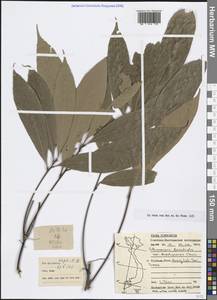 Lithocarpus fenestratus (Roxb.) Rehder, South Asia, South Asia (Asia outside ex-Soviet states and Mongolia) (ASIA) (Vietnam)