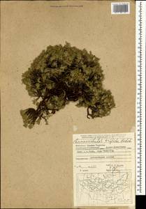 Chamaerhodos trifida Ledeb., Mongolia (MONG) (Mongolia)