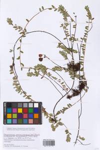 Vaccinium macrocarpum Aiton, Eastern Europe, Central forest region (E5) (Russia)