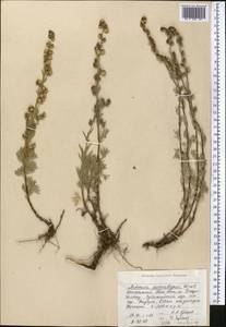 Artemisia aschurbajewii C. Winkl., Middle Asia, Northern & Central Tian Shan (M4) (Kyrgyzstan)