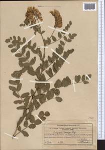 Hedysarum semenovii Regel & Herder, Middle Asia, Western Tian Shan & Karatau (M3) (Uzbekistan)