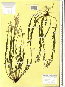 Polygala alpicola Rupr., Caucasus, Stavropol Krai, Karachay-Cherkessia & Kabardino-Balkaria (K1b) (Russia)