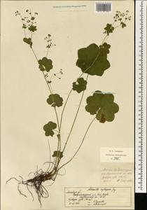 Alchemilla heptagona Juz., Eastern Europe, Moscow region (E4a) (Russia)