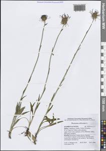 Phyteuma orbiculare L., Western Europe (EUR) (Spain)