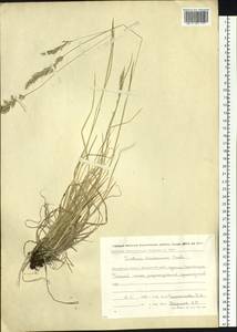 Trisetum spicatum (L.) K.Richt., Siberia, Chukotka & Kamchatka (S7) (Russia)