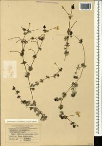 Ranunculus circinatus Sibth., Caucasus, Krasnodar Krai & Adygea (K1a) (Russia)