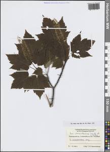 Acer ukurunduense Trautv. & C.A.Mey., Siberia, Russian Far East (S6) (Russia)