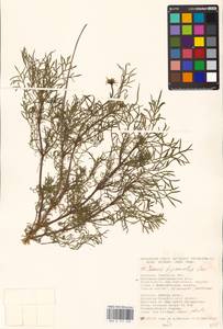 Cosmos bipinnatus Cav., Eastern Europe, South Ukrainian region (E12) (Ukraine)