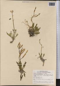 Parrya nudicaulis (L.) Regel, America (AMER) (Canada)