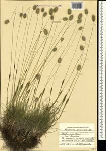 Alopecurus vaginatus (Willd.) Kunth, Crimea (KRYM) (Russia)