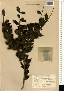 Ilex hyrcana Pojark., Caucasus, Azerbaijan (K6) (Azerbaijan)