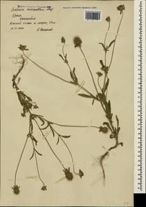 Lomelosia micrantha (Desf.) Greuter & Burdet, Crimea (KRYM) (Russia)