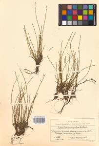 Equisetum variegatum Schleich. ex F. Weber & D. Mohr, Siberia, Russian Far East (S6) (Russia)