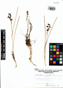 Scheuchzeria palustris L., Siberia, Baikal & Transbaikal region (S4) (Russia)