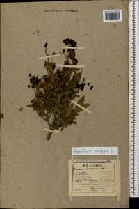 Ligustrum vulgare L., Caucasus, Dagestan (K2) (Russia)