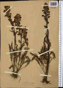 Pedicularis dolichorhiza Schrenk, Middle Asia, Western Tian Shan & Karatau (M3)