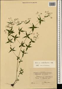 Galium valantioides M.Bieb., Caucasus, Krasnodar Krai & Adygea (K1a) (Russia)