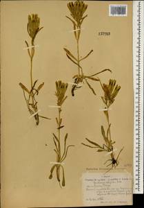 Gentiana algida Pall., Mongolia (MONG) (Mongolia)