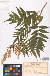 Sorbaria sorbifolia (L.) A. Braun, Eastern Europe, Moscow region (E4a) (Russia)