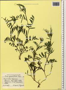 Vicia grandiflora Scop., Caucasus, Stavropol Krai, Karachay-Cherkessia & Kabardino-Balkaria (K1b) (Russia)