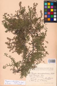 MHA 0 157 226, Thymus dimorphus Klokov & Des.-Shost., Eastern Europe, South Ukrainian region (E12) (Ukraine)