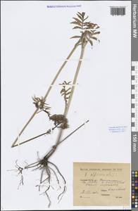 Valeriana officinalis L., Siberia, Yakutia (S5) (Russia)
