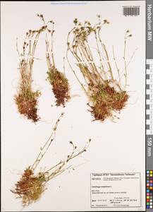 Saxifraga cespitosa L., Siberia, Central Siberia (S3) (Russia)