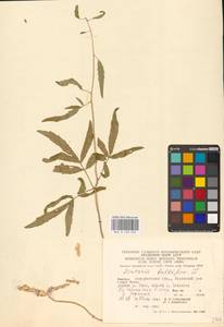 Cardamine bulbifera (L.) Crantz, Eastern Europe, West Ukrainian region (E13) (Ukraine)