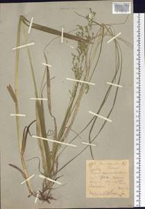 Poa remota Forselles, Siberia, Western (Kazakhstan) Altai Mountains (S2a) (Kazakhstan)