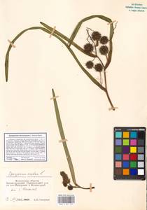 Sparganium erectum subsp. microcarpum (Neuman) Domin, Eastern Europe, Moscow region (E4a) (Russia)
