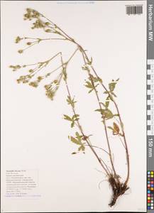 Potentilla recta subsp. obscura (Willd.) Arcang., Caucasus, Black Sea Shore (from Novorossiysk to Adler) (K3) (Russia)