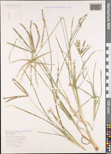 Eleusine indica (L.) Gaertn., Caucasus, Black Sea Shore (from Novorossiysk to Adler) (K3) (Russia)