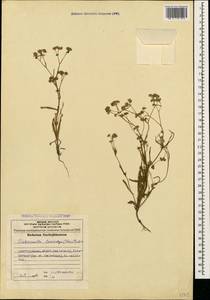 Valerianella lasiocarpa (Steven) Betcke, Caucasus, Azerbaijan (K6) (Azerbaijan)