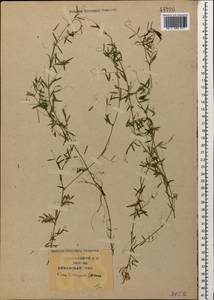 Vicia tetrasperma (L.)Schreb., Caucasus, Krasnodar Krai & Adygea (K1a) (Russia)