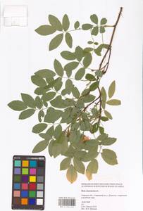 Rosa majalis Herrm., Eastern Europe, North-Western region (E2) (Russia)