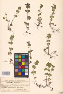 MHA 0 155 867, Glechoma hederacea L., Eastern Europe, Central region (E4) (Russia)