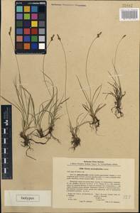 Carex caryophyllea Latourr., Eastern Europe, North-Western region (E2) (Russia)