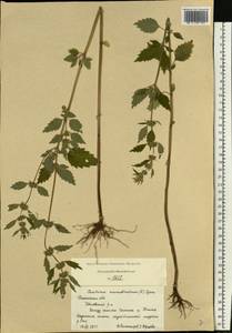 Chaiturus marrubiastrum (L.) Ehrh. ex Rchb., Eastern Europe, Central region (E4) (Russia)