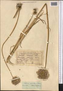 Allium caeruleum Pall., Middle Asia, Northern & Central Tian Shan (M4) (Kazakhstan)