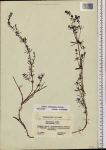 Galium verum subsp. verum, Siberia, Yakutia (S5) (Russia)