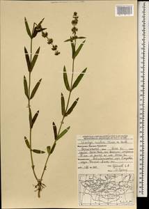 Stachys riederi Cham., Mongolia (MONG) (Mongolia)